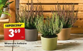 Biedronka Wrzos mix kolorów oferta