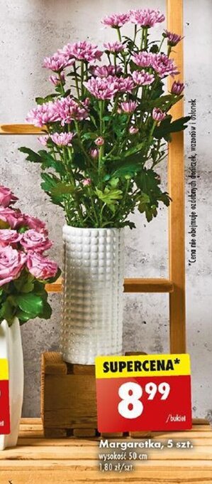 Biedronka Margaretka 5 szt. oferta