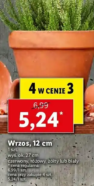 Lidl Wrzos biały wys. 27 cm 1 SZT oferta