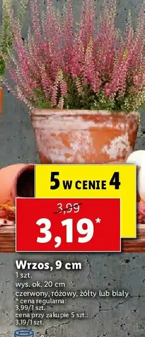 Lidl Wrzos 9cm czerwony 1 SZT oferta