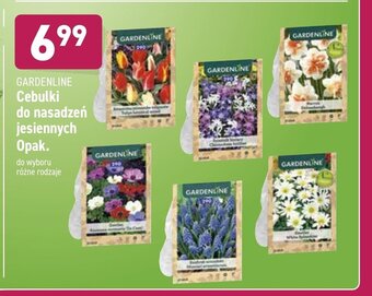 Cebulki do nasadzeń jesiennych