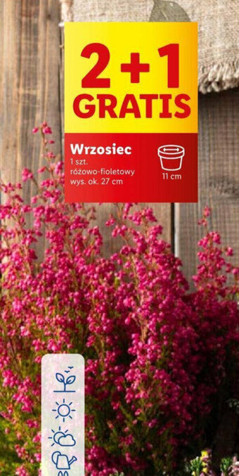 Lidl Wrzosiec oferta