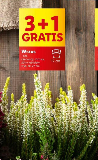 Lidl Wrzos oferta
