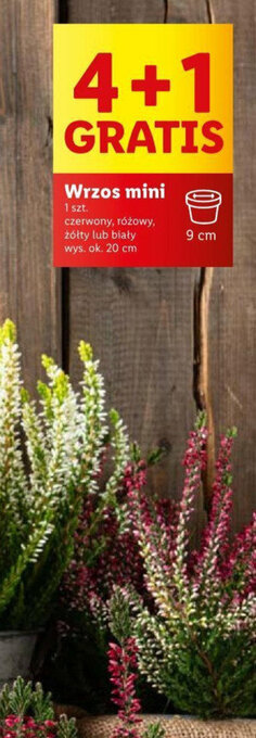 Lidl Wrzos mini oferta