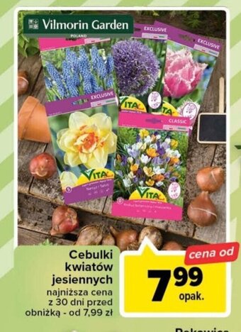 Carrefour Cebulki kwiatów jesiennych oferta