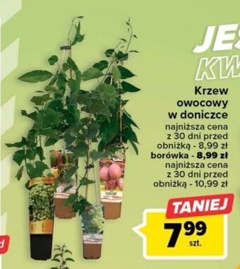Carrefour Krzew owocowy w doniczce oferta