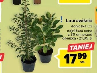 Carrefour Laurowiśnia oferta