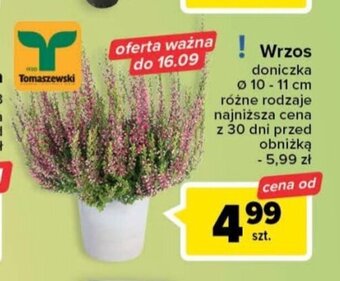 Carrefour Wrzos oferta