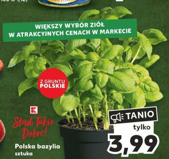 Kaufland Polska bazylia sztuka oferta