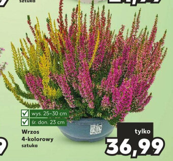 Kaufland Wrzos 4-kolorowy oferta
