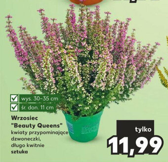 Kaufland Wrzosiec "Beauty Queens" oferta
