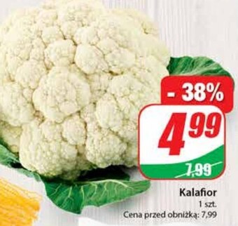 Dino Kalafior oferta