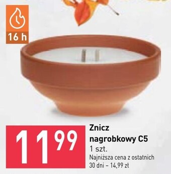 Stokrotka Znicz oferta