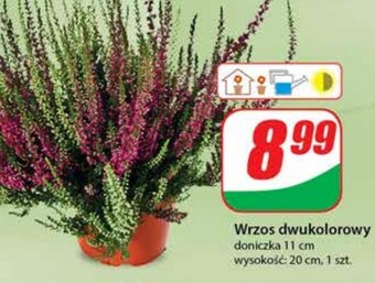 Dino Wrzos oferta