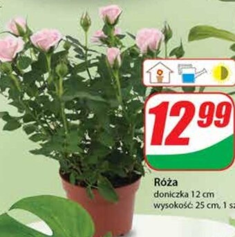 Dino Róża oferta
