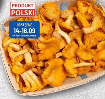 Polomarket Kurki oferta