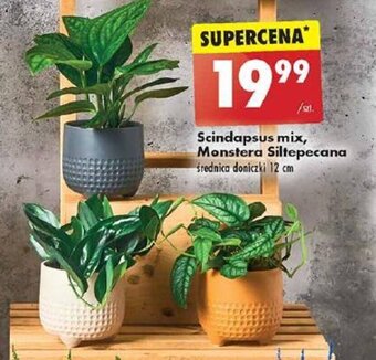 Biedronka Scindapsus mix, Monstera Siltepecana oferta