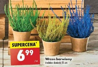 Biedronka Wrzos barwiony oferta