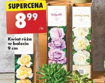 Biedronka Kwiat róża w balocie 9 cm oferta