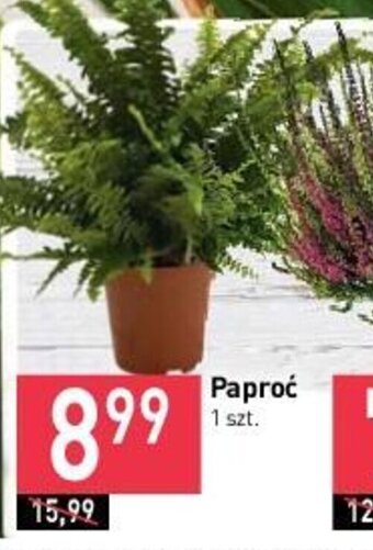 Stokrotka Paproć 1 szt. oferta