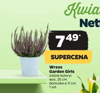 Netto Wrzos garden girls oferta