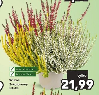 Kaufland Wrzos oferta