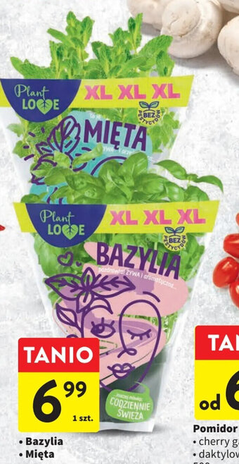 Intermarche Bazylia / Mięta oferta