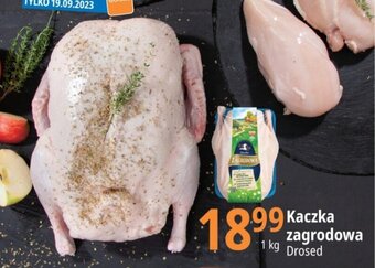 E.Leclerc Kaczka zagrodowa 1 kg Drosed oferta