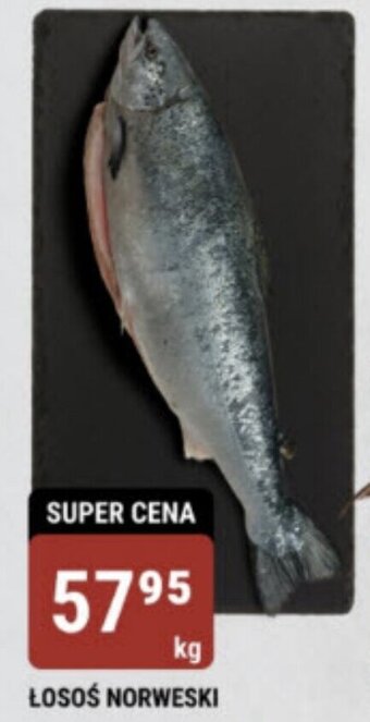 bi1 ŁOSOŚ NORWESKI 1kg oferta