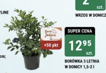bi1 BORÓWKA 3 LETNIA W DONICY 1,5-2 I oferta