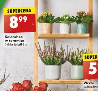 Biedronka Kalanchoe w ceramice oferta
