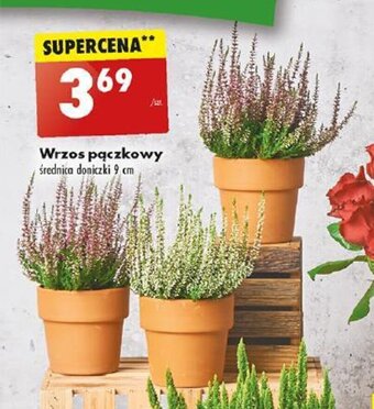 Biedronka Wrzos pączkowy oferta