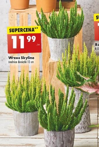 Biedronka Wrzos Skyline oferta