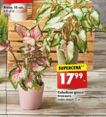 Biedronka Caladium green treasure oferta