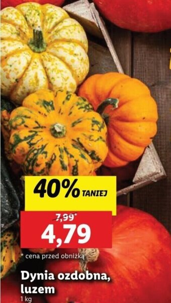 Lidl Dynia ozdobna 1kg oferta