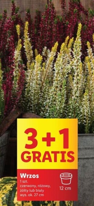 Lidl Wrzos oferta