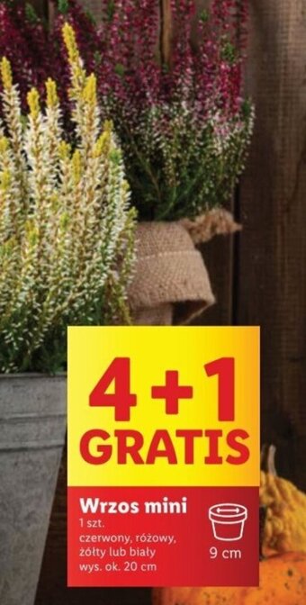 Lidl Wrzos mini oferta