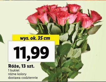 Lidl Róże, 13 szt. oferta