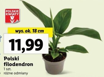 Polski filodendron 1 szt.