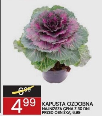 Wafelek KAPUSTA OZDOBNA oferta