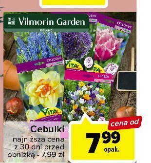 Carrefour Cebulki oferta
