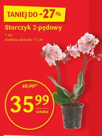 Delikatesy Centrum Storczyk 2- ędowy oferta