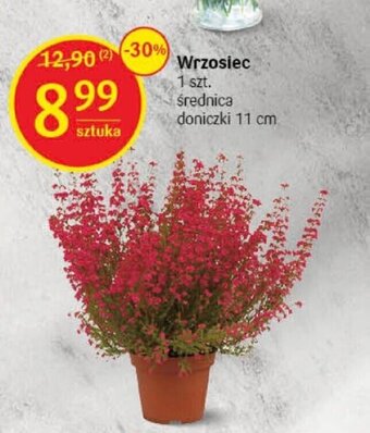 Delikatesy Centrum Wrzosiec 1 szt. oferta