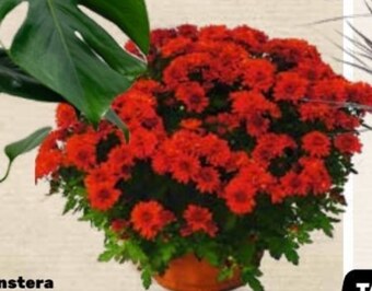 Bricomarche Chryzantema oferta