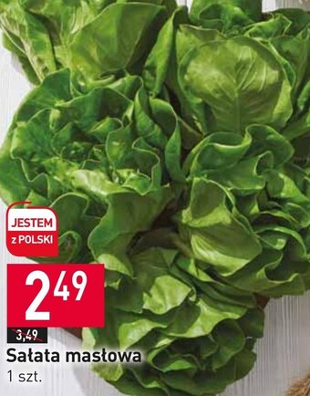 Stokrotka Sałata oferta