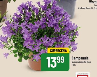 Polomarket Campanula don. 11 cm oferta