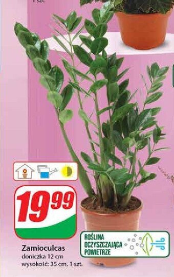 Dino Zamioculcas w donicy śr. 12 cm oferta