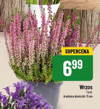 Polomarket Wrzos oferta