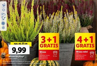 Lidl Wrzos Skyline* oferta