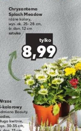 Kaufland Chryzantema Splash Meadow 1 szt. oferta